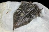 Rare, Encrinurus Trilobite From Malvern England #130197-5